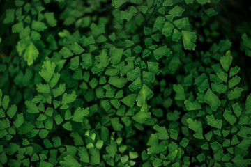 green fresh bright textured leaves on branches