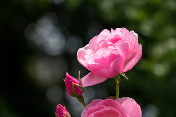バラの花　千葉県八千代市