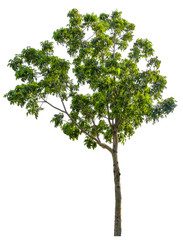 Beautiful tree isolated on white background. Suitable for use in architectural design or Decoration work. Used with natural articles both on print and website.