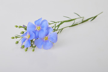 Blue Flax flowers isolated on white backgrounds. (Linum usitatissimum) common names: common flax or linseed. Close up view. 