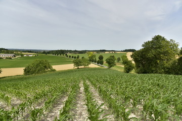 Fototapeta na wymiar Jeunes pousses de maïs en rangées sur l'une des collines de Vendoire au Périgord Vert