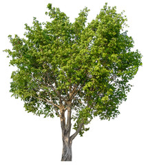 Tree isolated on white background. Suitable for use in architectural design and decoration work. 