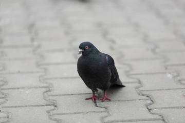 gray and black calm dove pigeon goes along the pavement