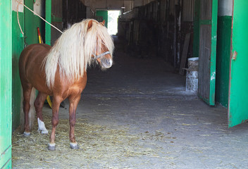 little pony with long grey mane on the stable, tied