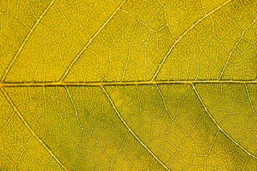 Extreme close up background texture of backlit yellow leaf veins