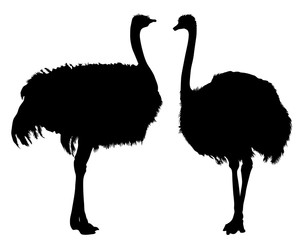 Wild African ostrich on a white background