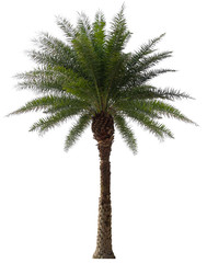 Beautiful palm tree isolated on white background. Suitable for use in architectural design or Decoration work. Used with natural articles both on print and website.