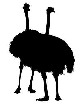 recommend clip art: Wild African ostrich on a white background