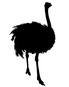 recommend clip art: Wild African ostrich on a white background