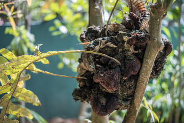 variety of tropical fern in Sri Lanka in garden of plants and spices