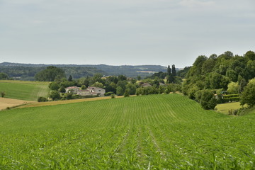 Plantation de maïs à flanc de colline le long de la végétation luxuriante et quelques fermes au bourg de Vendoire au Périgord Vert