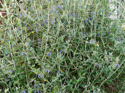Teucrium fruticans 'Azureum' - La Germandrée arbustive 'bleu azur' ou Germandrée en arbre au feuillage aromatique vert clair, aux cimes florales lobées bleu à bleu violet, étamines lavande