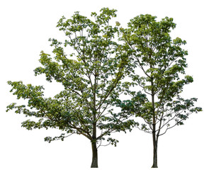 Beautiful tree isolated on white background. Suitable for use in architectural design or Decoration work. Used with natural articles both on print and website.