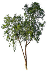 Beautiful tree isolated on white background. Suitable for use in architectural design or Decoration work. Used with natural articles both on print and website.