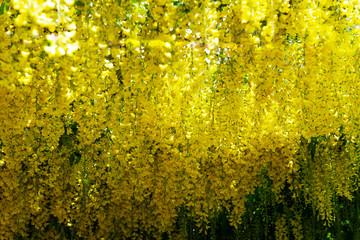Beautiful Garden with blooming laburnum arch during spring time