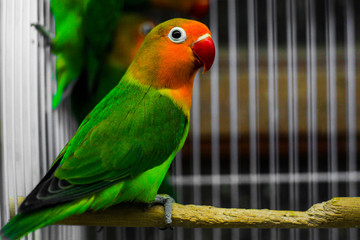 colorful parrot on a shop 