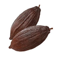 Glossy cocoa pods isolated on white background