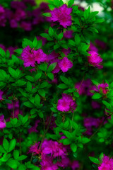 Beautiful Garden with blooming trees during spring time