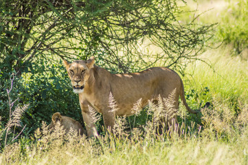 Lioness under a tree in the savannah