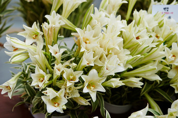 White lily at flower shop 