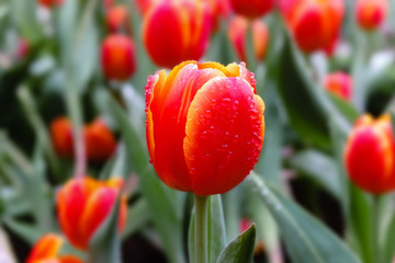 beautiful red tulip flowers with water droplets on it