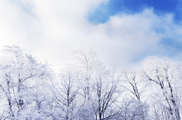 Snow-white trees in hoarfrost in the field. Winter fairy landscape.