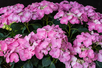 Rosa bl&uuml;hende Garten-Hortensie