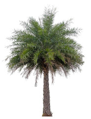 Palm tree isolated on white background. Suitable for use in architectural design and decoration work. 