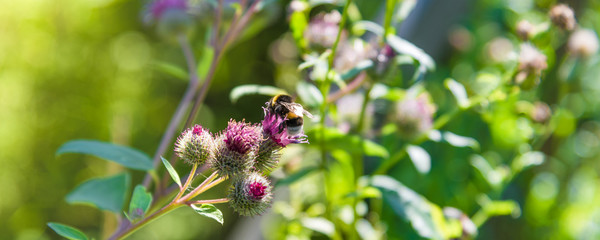 Panoramic summer meadow background, banner - bumblebee collects nectar on a flower of burdock