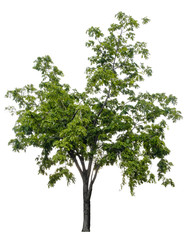 Beautiful tree isolated on white background. Suitable for use in architectural design or Decoration work.