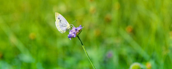 Beautiful butterfly on a purple flower - panoramic natural banner, background, cover with blurred vegetative background