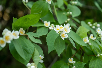 blossom bird-cherry bush in city park in spring
