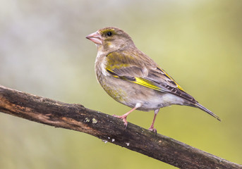 greenfinch