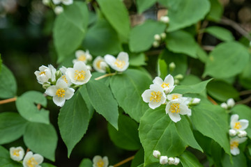 blossom bird-cherry bush in city park in spring