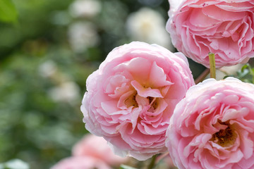 バラの花　千葉県八千代市