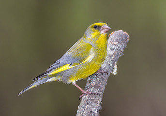 greenfinch