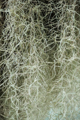 white curved roots of plant in botanical garden
