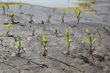 Small corn plants in field after flood
