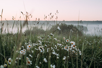 field of flowers
