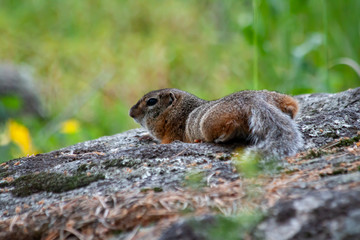 Gopher. Small furry little animal living in the foothills of the Altai.