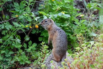 Naklejka na ściany i meble Gopher. Small furry little animal living in the foothills of the Altai.
