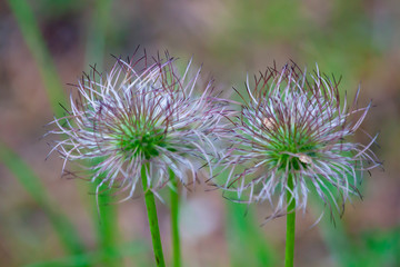 Wild mountain flowers. Shaggy spines.