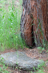 Pine tree with a hollow inside.