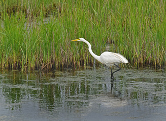 The marsh habitat is a protected preserve supporting a number of species of animals and birds