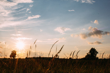 sunset over wheat field