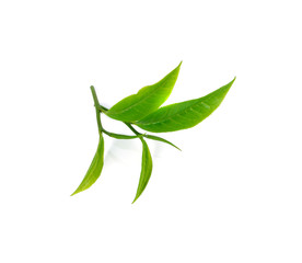 tea leaf isolated on white background