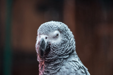 close up view of vivid grey exotic fluffy parrot
