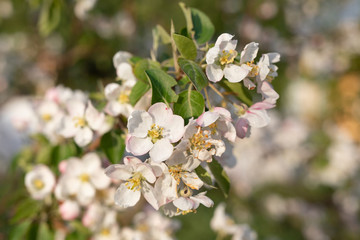 Fototapeta premium white flowers on the branches. .blooming apple tree