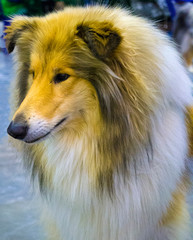 portrait of collie dog. sheepdog portrait