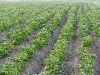 farmland eco potato field. green tops in the garden